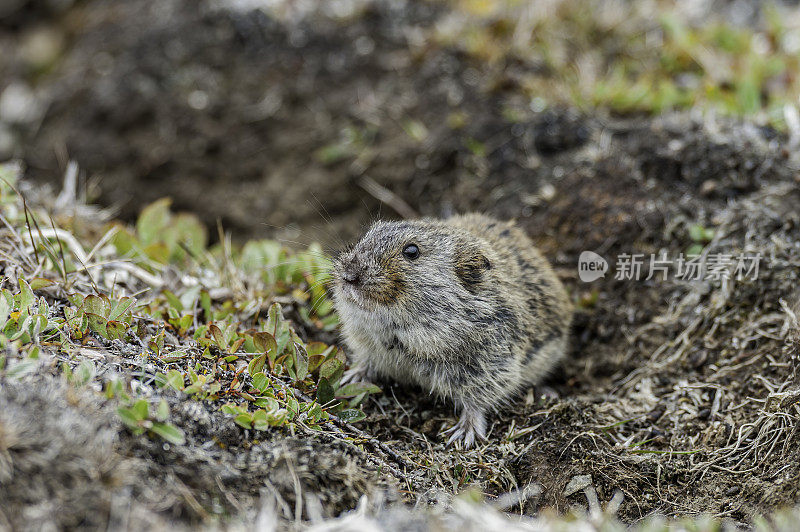 西伯利亚褐旅鼠(Lemmus sibiricus)是仓鼠科的一种啮齿动物。在俄罗斯楚科奇自治州弗兰格尔岛的草地上进食